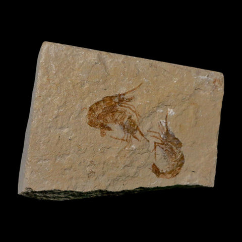 3 Three Fossil Shrimp Carpopenaeus Cretaceous Age 100 Mil Yrs Old Lebanon COA