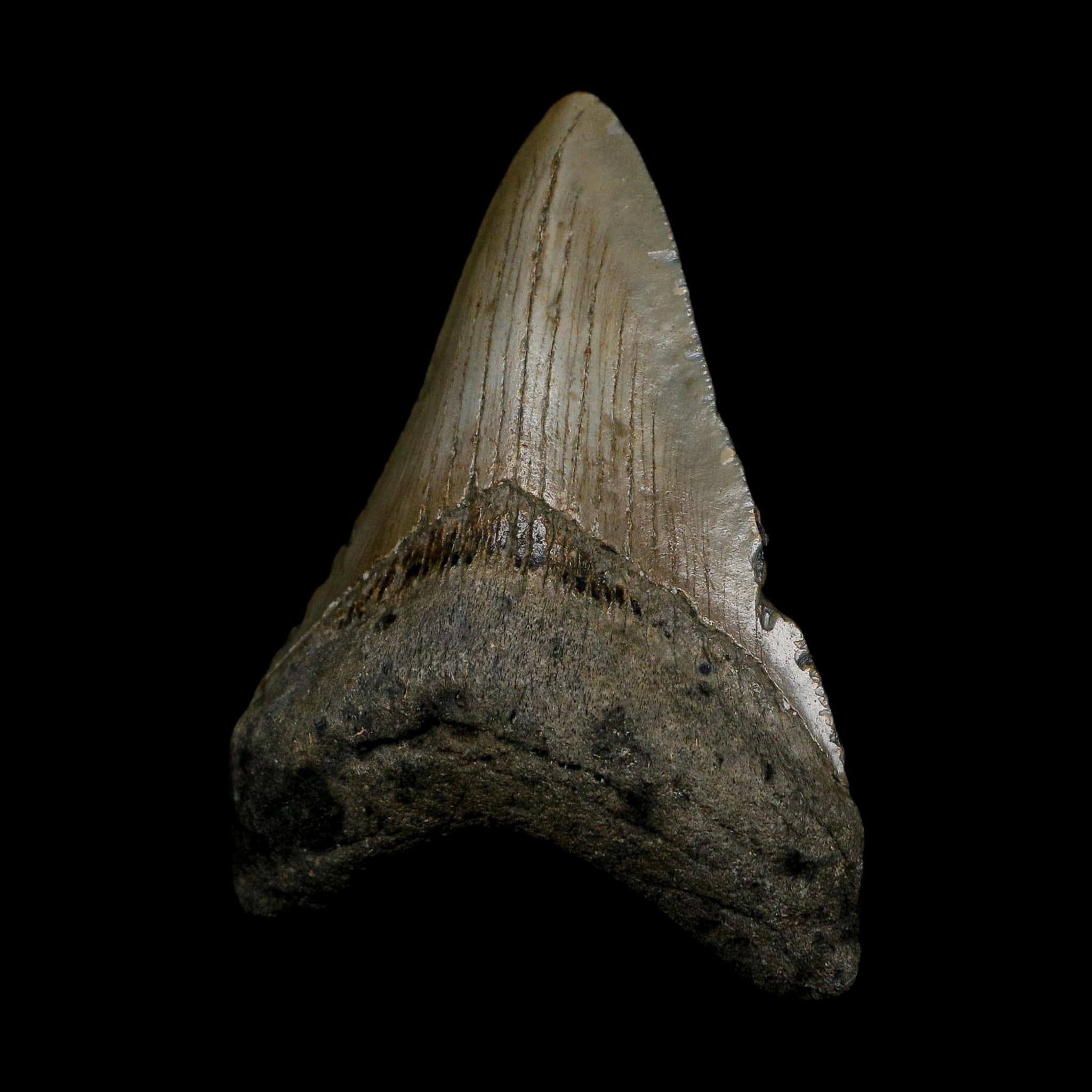 3.4" Quality Megalodon Shark Tooth Serrated Fossil Natural Miocene Age COA