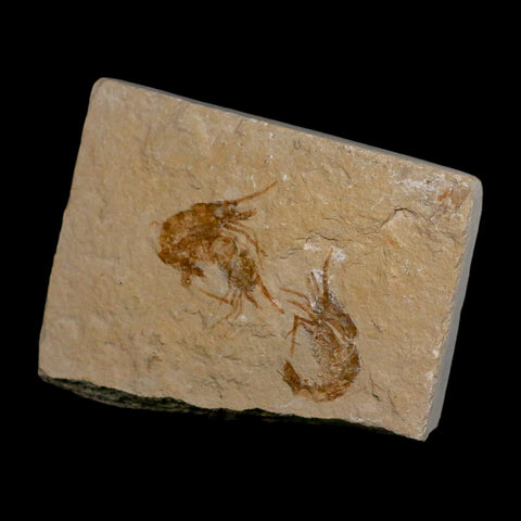 3 Three Fossil Shrimp Carpopenaeus Cretaceous Age 100 Mil Yrs Old Lebanon COA