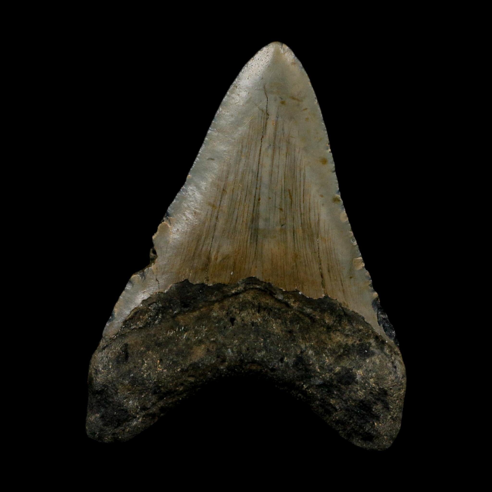 3.4" Quality Megalodon Shark Tooth Serrated Fossil Natural Miocene Age COA
