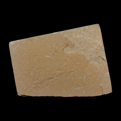 3 Three Fossil Shrimp Carpopenaeus Cretaceous Age 100 Mil Yrs Old Lebanon COA