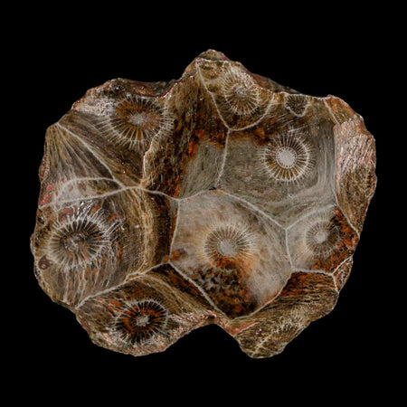 2.2" Polished Hexagonaria Coral Fossil Devonian Age 350 Million Yrs Old Morocco