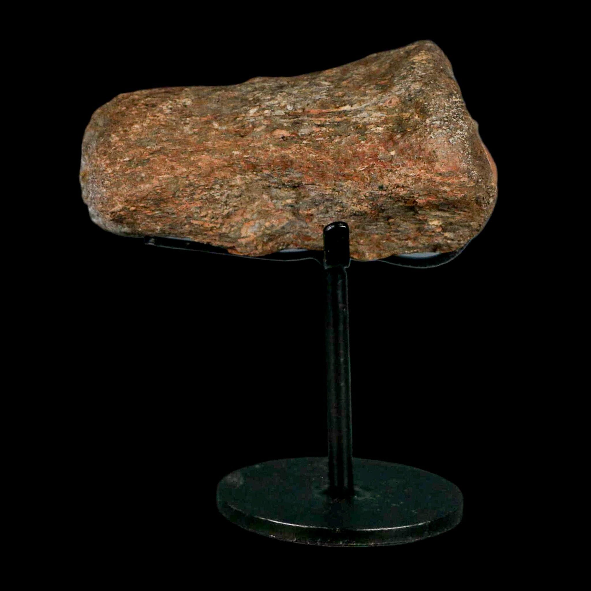 3.3" Mosasaur Fossil Vertebrae Cretaceous Dinosaur Era Texas Ozan FM COA, Metal Stand - Fossil Age Minerals