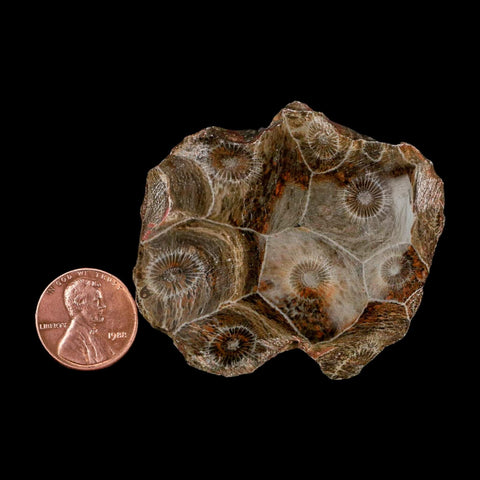2.2" Polished Hexagonaria Coral Fossil Devonian Age 350 Million Yrs Old Morocco - Fossil Age Minerals