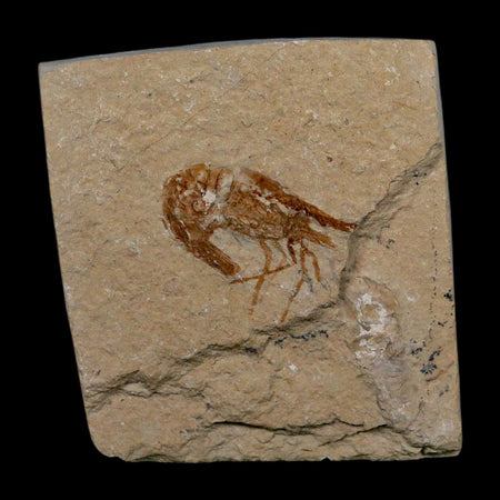 1.1" Fossil Shrimp Carpopenaeus Cretaceous Age 100 Mil Yrs Old Lebanon COA