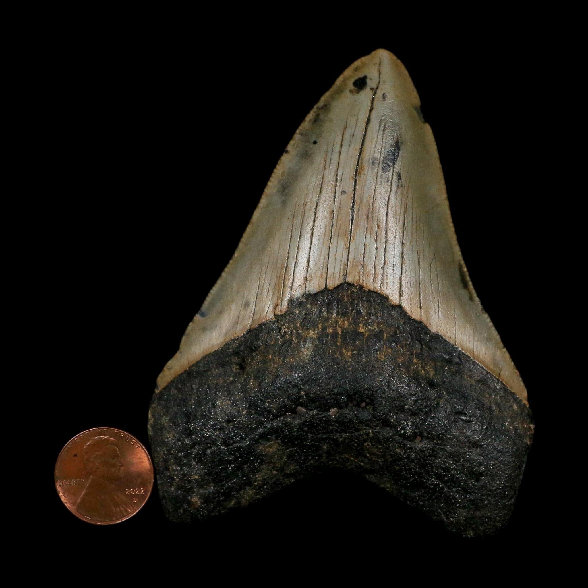 XL 3.6" Quality Megalodon Shark Tooth Serrated Fossil Natural Miocene Age COA