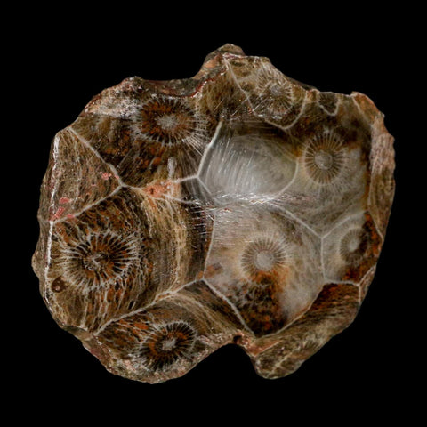 2.2" Polished Hexagonaria Coral Fossil Devonian Age 350 Million Yrs Old Morocco - Fossil Age Minerals