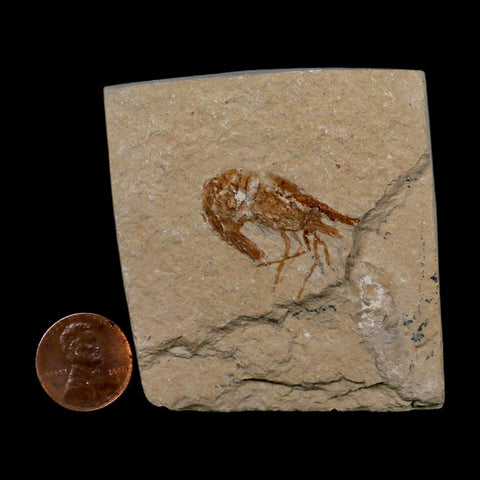 1.1" Fossil Shrimp Carpopenaeus Cretaceous Age 100 Mil Yrs Old Lebanon COA - Fossil Age Minerals