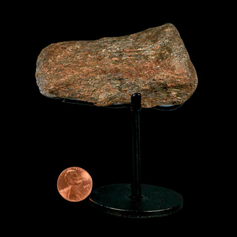 3.3" Mosasaur Fossil Vertebrae Cretaceous Dinosaur Era Texas Ozan FM COA, Metal Stand - Fossil Age Minerals