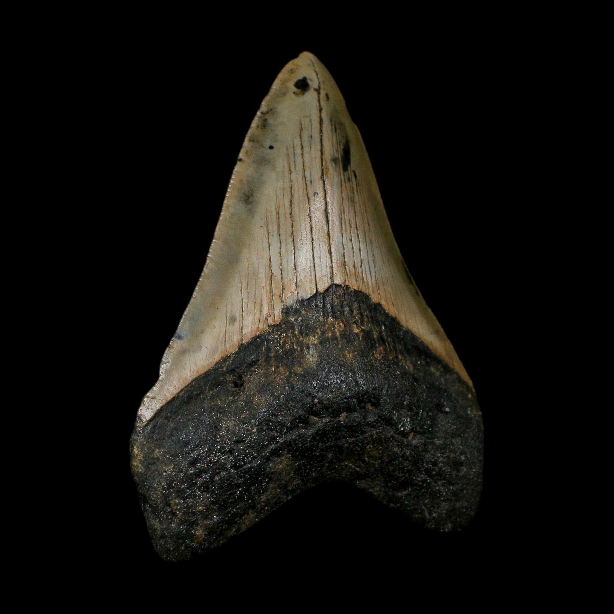 XL 3.6" Quality Megalodon Shark Tooth Serrated Fossil Natural Miocene Age COA
