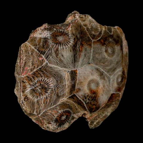 2.2" Polished Hexagonaria Coral Fossil Devonian Age 350 Million Yrs Old Morocco - Fossil Age Minerals