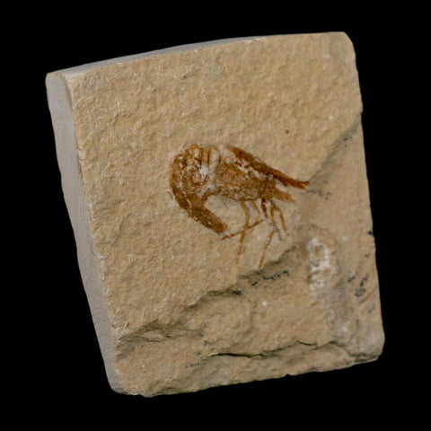 1.1" Fossil Shrimp Carpopenaeus Cretaceous Age 100 Mil Yrs Old Lebanon COA - Fossil Age Minerals