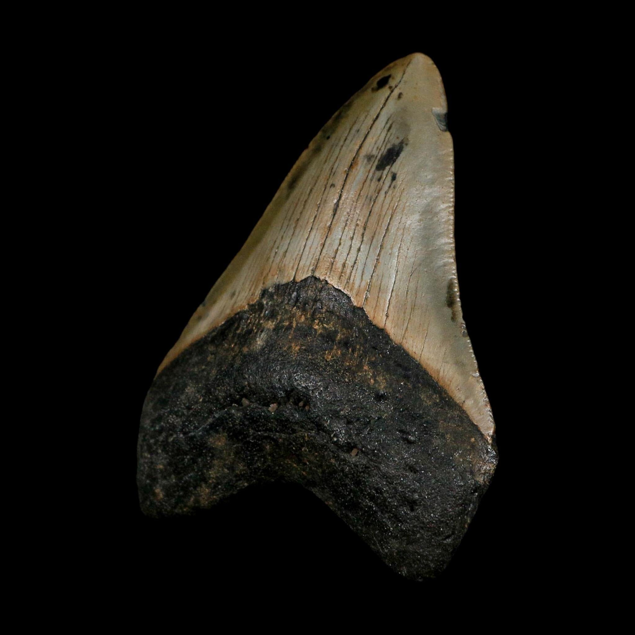 XL 3.6" Quality Megalodon Shark Tooth Serrated Fossil Natural Miocene Age COA