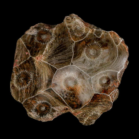 2.2" Polished Hexagonaria Coral Fossil Devonian Age 350 Million Yrs Old Morocco - Fossil Age Minerals