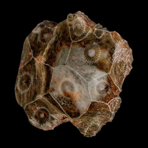 2.2" Polished Hexagonaria Coral Fossil Devonian Age 350 Million Yrs Old Morocco - Fossil Age Minerals