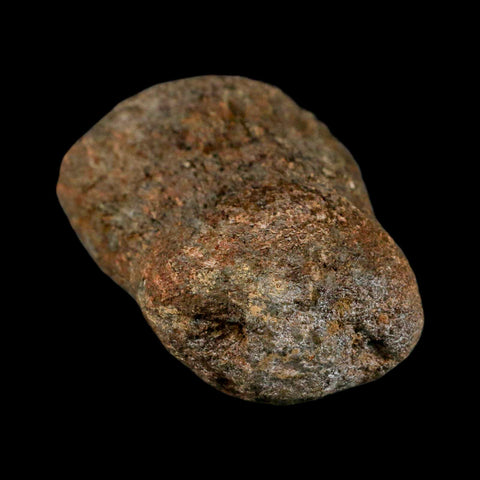 3.3" Mosasaur Fossil Vertebrae Cretaceous Dinosaur Era Texas Ozan FM COA, Metal Stand - Fossil Age Minerals