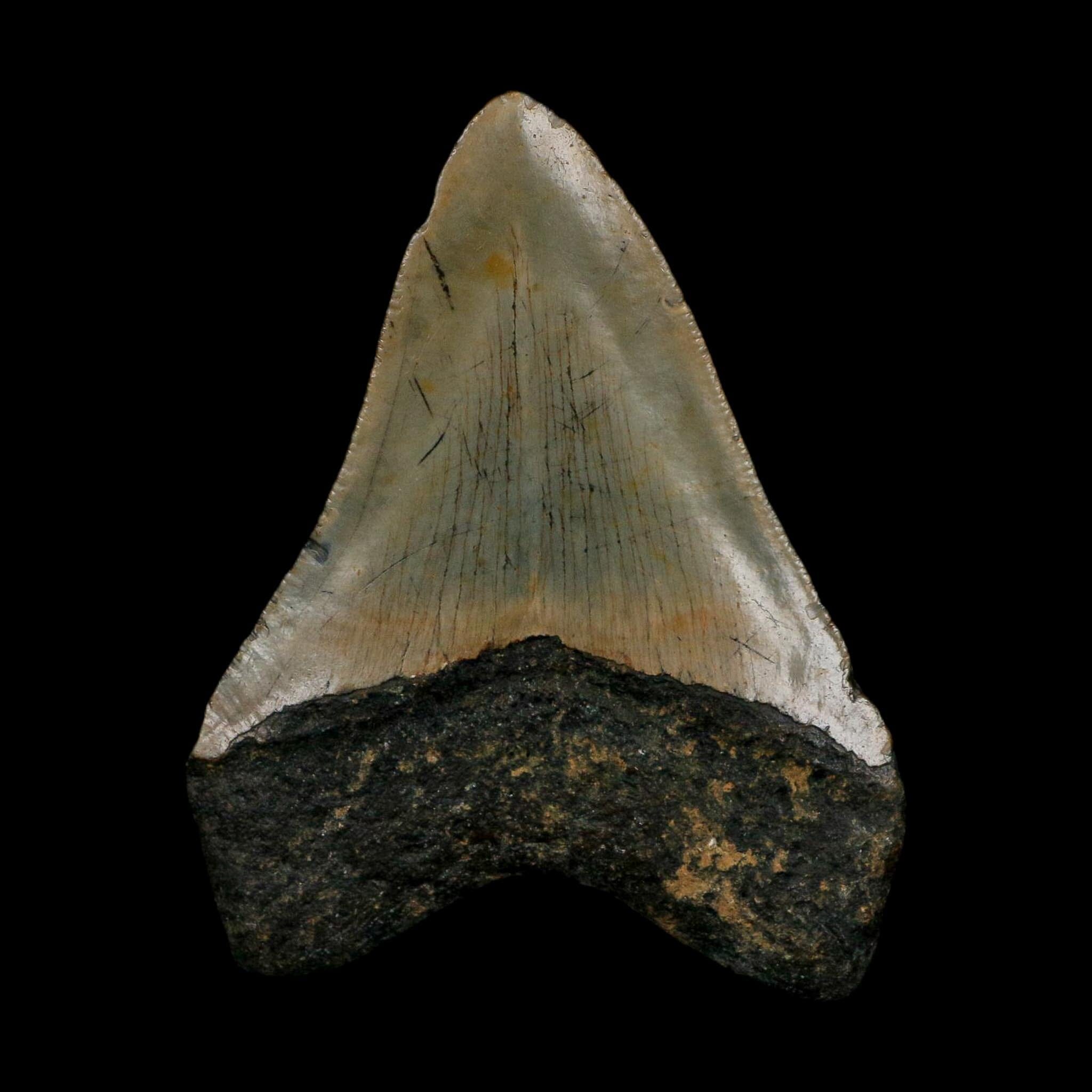 XL 3.6" Quality Megalodon Shark Tooth Serrated Fossil Natural Miocene Age COA