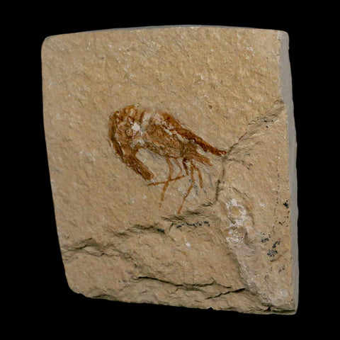 1.1" Fossil Shrimp Carpopenaeus Cretaceous Age 100 Mil Yrs Old Lebanon COA - Fossil Age Minerals