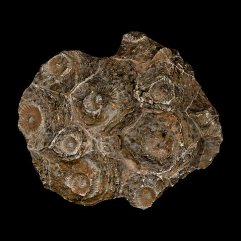 2.2" Polished Hexagonaria Coral Fossil Devonian Age 350 Million Yrs Old Morocco - Fossil Age Minerals
