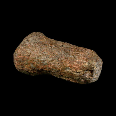 3.3" Mosasaur Fossil Vertebrae Cretaceous Dinosaur Era Texas Ozan FM COA, Metal Stand