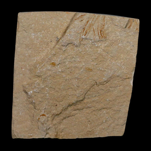 1.1" Fossil Shrimp Carpopenaeus Cretaceous Age 100 Mil Yrs Old Lebanon COA - Fossil Age Minerals