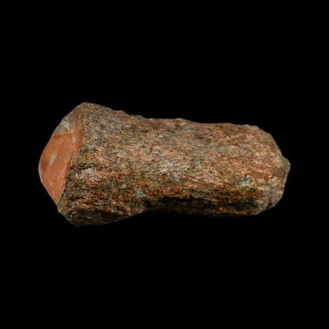 3.3" Mosasaur Fossil Vertebrae Cretaceous Dinosaur Era Texas Ozan FM COA, Metal Stand - Fossil Age Minerals