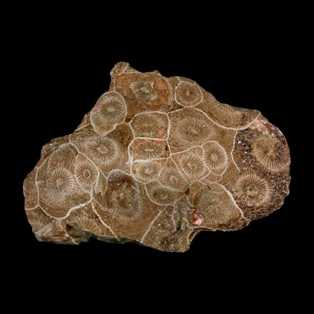 2.9" Polished Hexagonaria Coral Fossil Devonian Age 350 Million Yrs Old Morocco