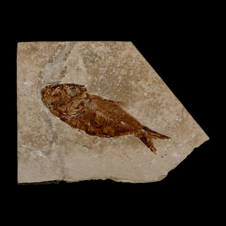 2.5" Armigatus Fossil Fish Plate Cretaceous Dinosaur Age Hakel Lebanon