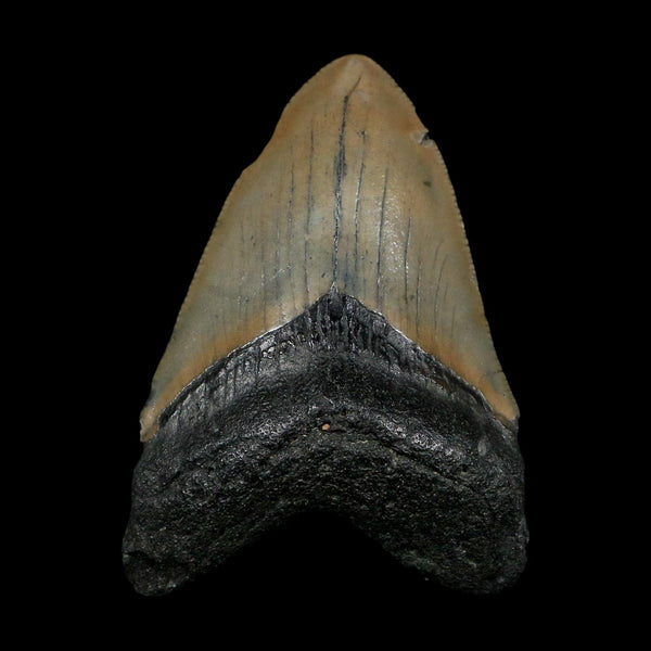 XL 3.5