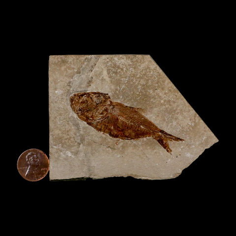 2.5" Armigatus Fossil Fish Plate Cretaceous Dinosaur Age Hakel Lebanon