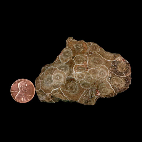 2.9" Polished Hexagonaria Coral Fossil Devonian Age 350 Million Yrs Old Morocco - Fossil Age Minerals