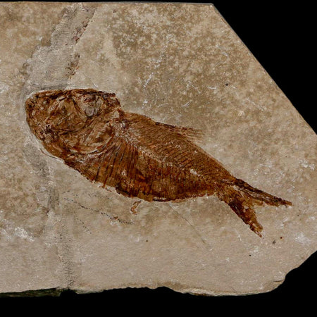 2.5" Armigatus Fossil Fish Plate Cretaceous Dinosaur Age Hakel Lebanon