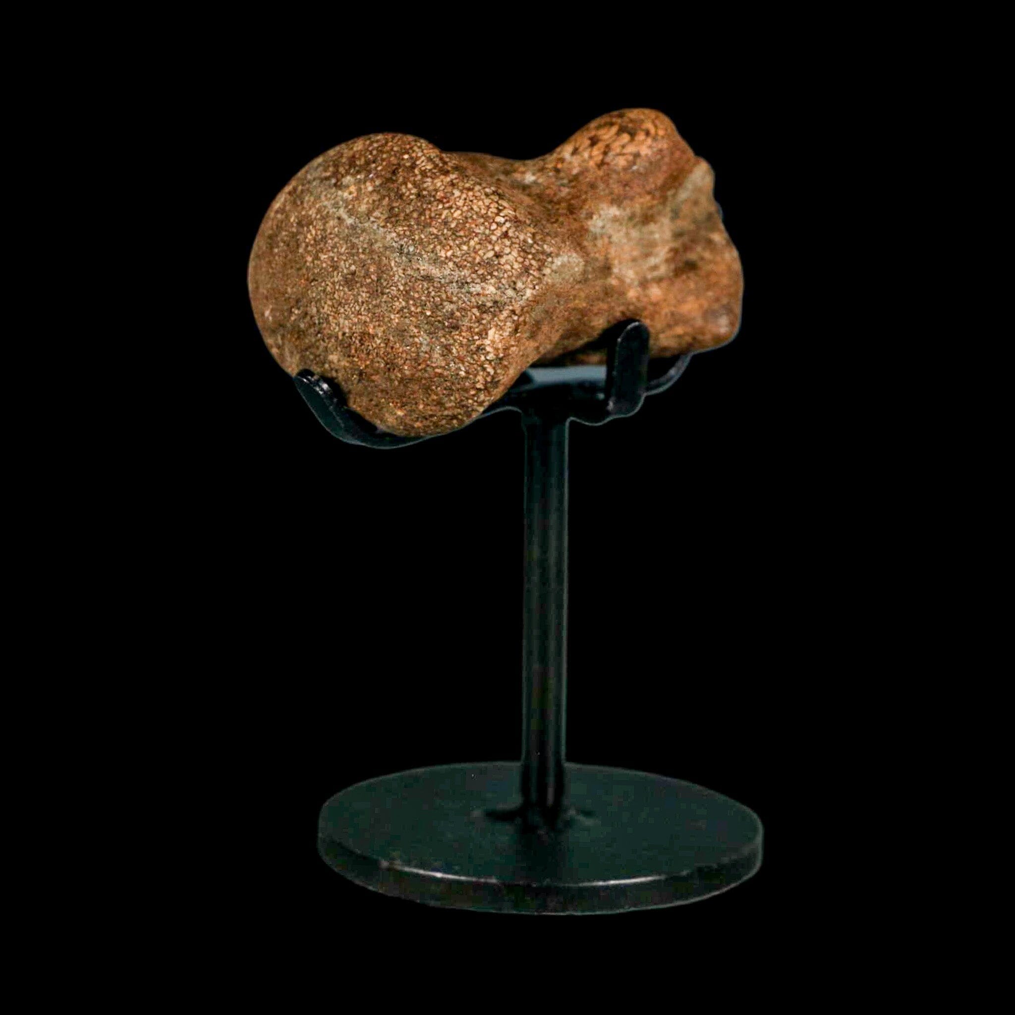 1.9" Mosasaur Fossil Vertebrae Cretaceous Dinosaur Era Texas Ozan FM COA, Metal Stand - Fossil Age Minerals