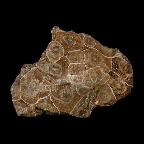 2.9" Polished Hexagonaria Coral Fossil Devonian Age 350 Million Yrs Old Morocco - Fossil Age Minerals