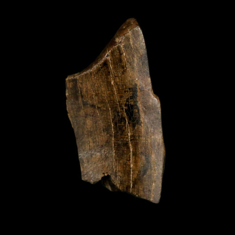 0.6" Tyrannosaurus Rex Fossil Tooth Section Dinosaur Lance Creek Formation WY COA - Fossil Age Minerals