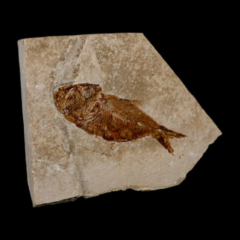 2.5" Armigatus Fossil Fish Plate Cretaceous Dinosaur Age Hakel Lebanon