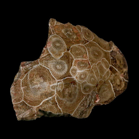 2.9" Polished Hexagonaria Coral Fossil Devonian Age 350 Million Yrs Old Morocco - Fossil Age Minerals
