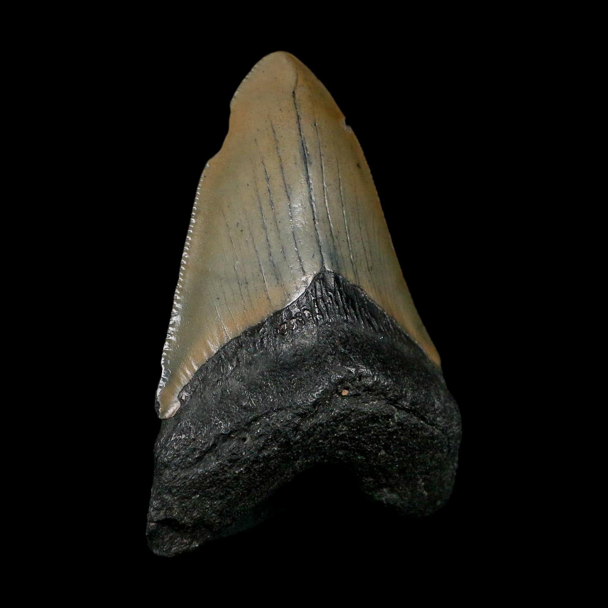 XL 3.5" Quality Megalodon Shark Tooth Serrated Fossil Natural Miocene Age COA