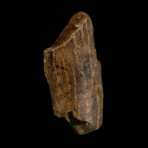 0.6" Tyrannosaurus Rex Fossil Tooth Section Dinosaur Lance Creek Formation WY COA - Fossil Age Minerals