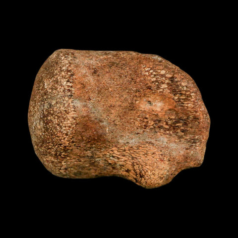 1.9" Mosasaur Fossil Vertebrae Cretaceous Dinosaur Era Texas Ozan FM COA, Metal Stand - Fossil Age Minerals