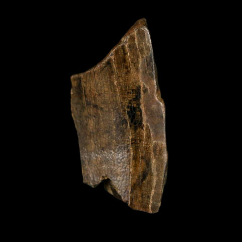 0.6" Tyrannosaurus Rex Fossil Tooth Section Dinosaur Lance Creek Formation WY COA - Fossil Age Minerals