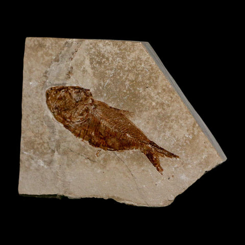 2.5" Armigatus Fossil Fish Plate Cretaceous Dinosaur Age Hakel Lebanon