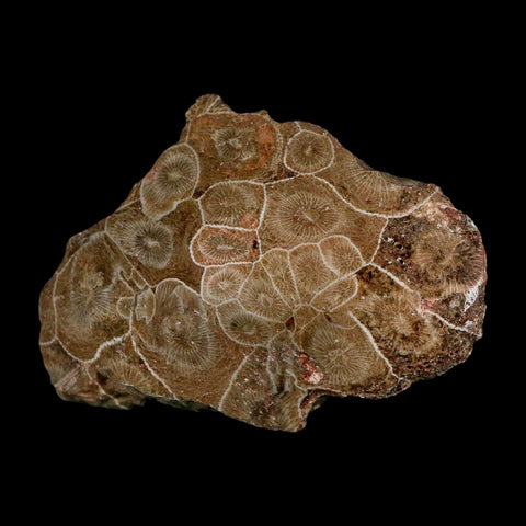 2.9" Polished Hexagonaria Coral Fossil Devonian Age 350 Million Yrs Old Morocco - Fossil Age Minerals