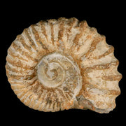 4.8" Acanthoceras Ammonite Fossil Agadir Morocco 360 Million Year Old COA