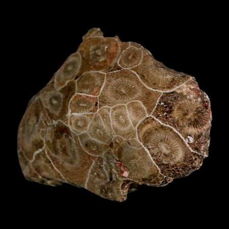 2.9" Polished Hexagonaria Coral Fossil Devonian Age 350 Million Yrs Old Morocco