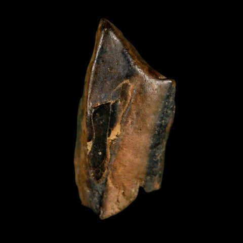 0.6" Tyrannosaurus Rex Fossil Tooth Section Dinosaur Lance Creek Formation WY COA - Fossil Age Minerals