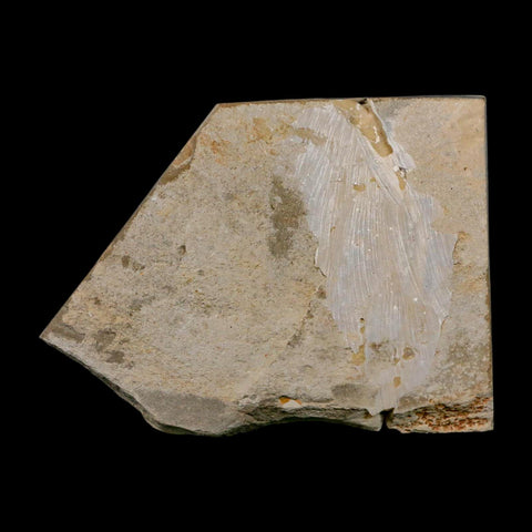 2.5" Armigatus Fossil Fish Plate Cretaceous Dinosaur Age Hakel Lebanon