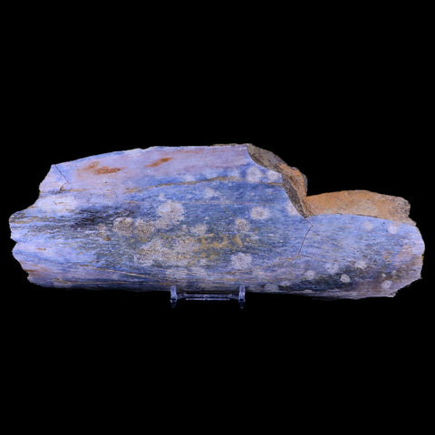 9.5" Triceratops Fossil Bone Specimen Lance Creek FM Cretaceous Dinosaur WY COA - Fossil Age Minerals