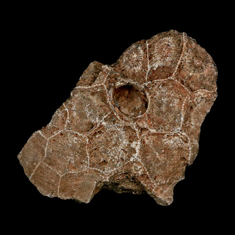 2.9" Polished Hexagonaria Coral Fossil Devonian Age 350 Million Yrs Old Morocco - Fossil Age Minerals