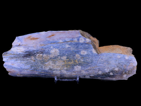 9.5" Triceratops Fossil Bone Specimen Lance Creek FM Cretaceous Dinosaur WY COA - Fossil Age Minerals